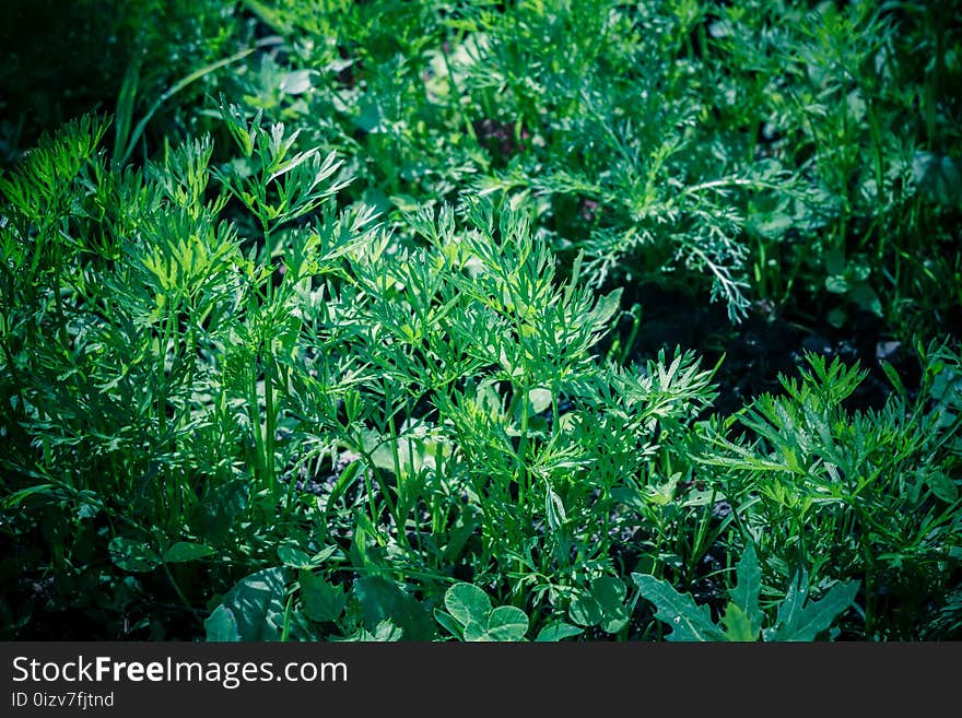 Dill Leaves In Dewdrops Retro