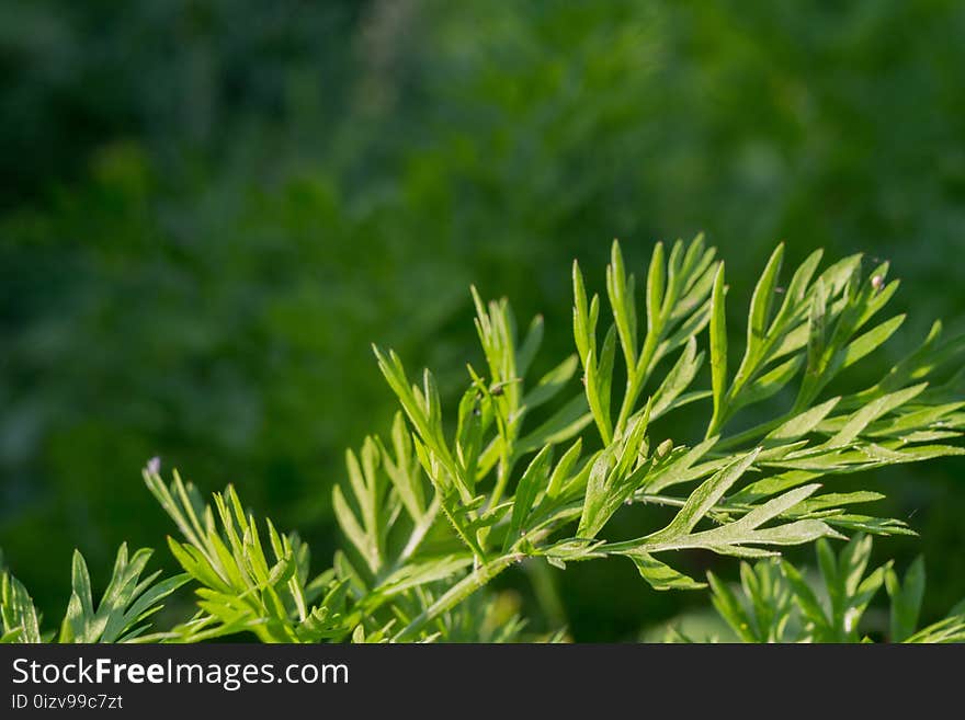 Dill Leaves In Dewdrops