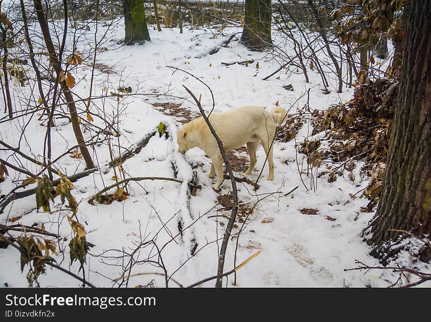 Dog in Winter Park