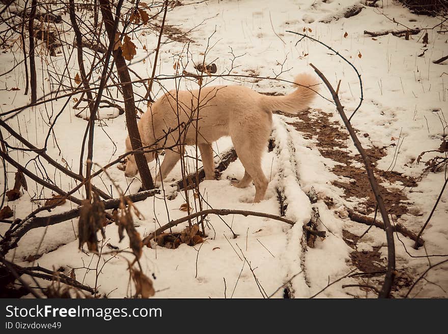 Dog in Winter Park