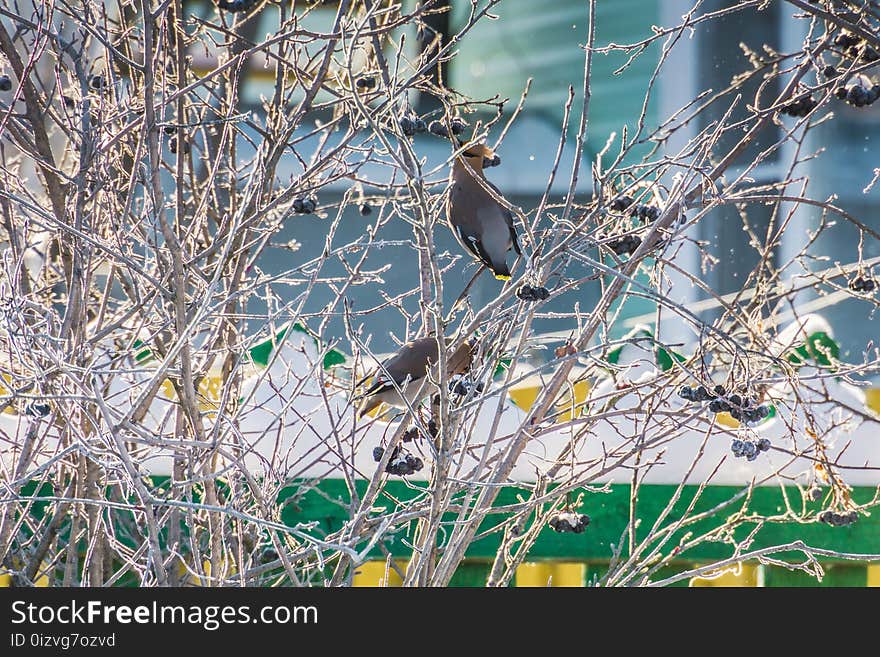 Waxwings on Winter Tree