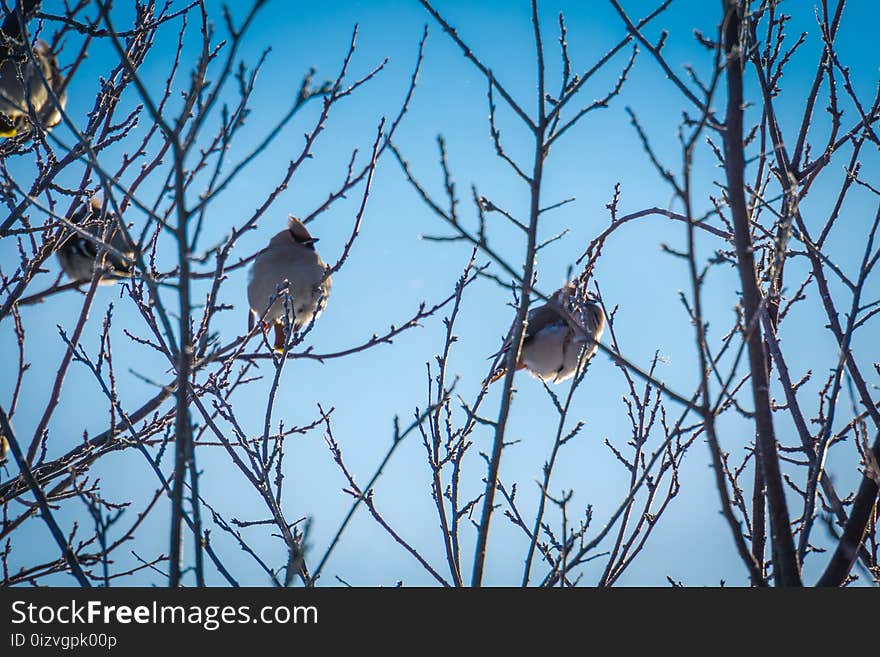 Hungry waxwing birds sitting on frosted tree branches. Hungry waxwing birds sitting on frosted tree branches.