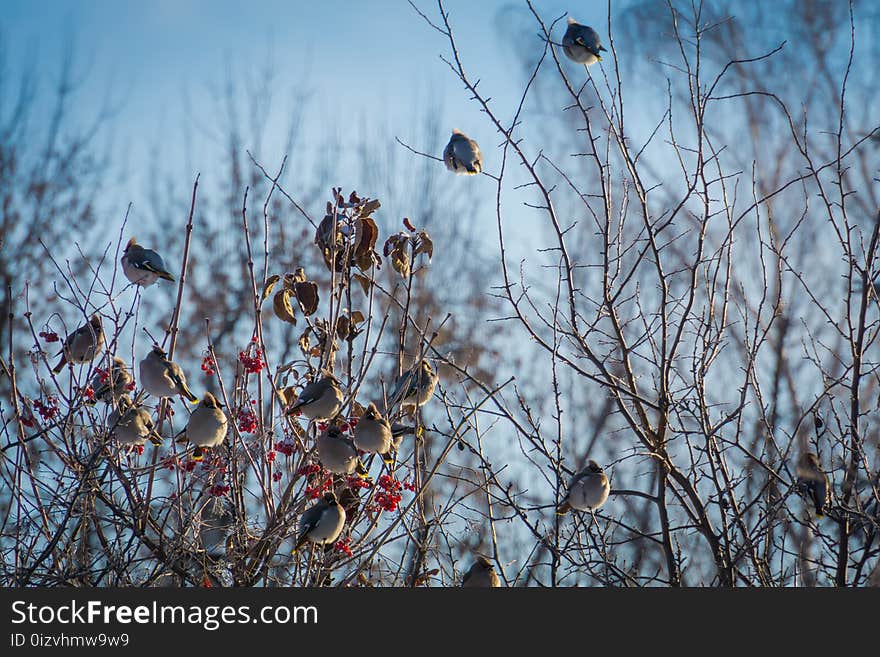 Hungry waxwing birds sitting on frosted tree branches. Hungry waxwing birds sitting on frosted tree branches.