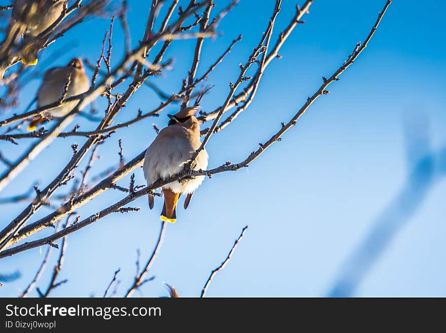 Hungry waxwing birds sitting on frosted tree branches. Hungry waxwing birds sitting on frosted tree branches.