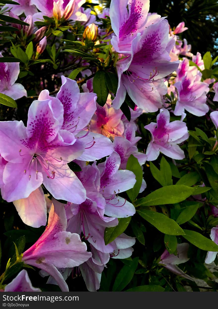 Plant, Flower, Woody Plant, Flowering Plant