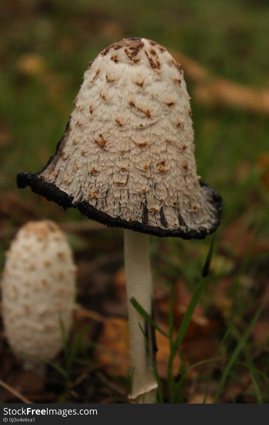 Mushroom, Fungus, Edible Mushroom, Agaricaceae