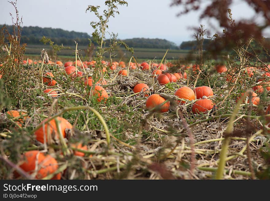 Vegetation, Plant, Field, Crop