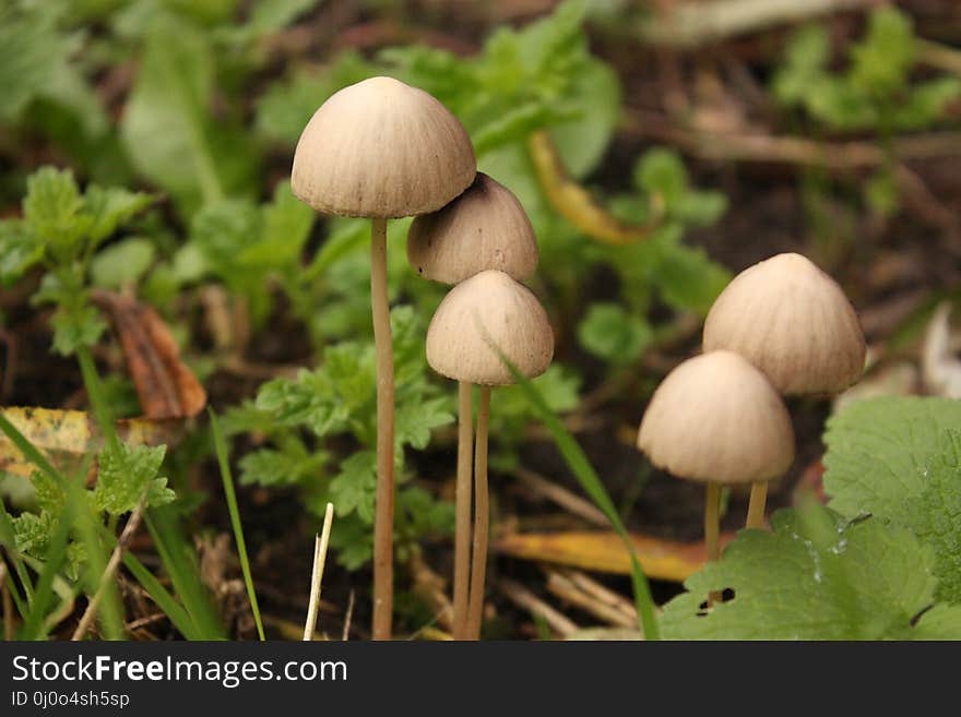 Mushroom, Fungus, Grass, Agaricaceae