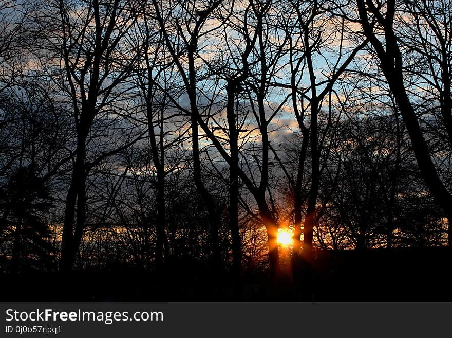 Sky, Nature, Tree, Branch