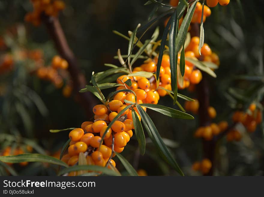 Hippophae