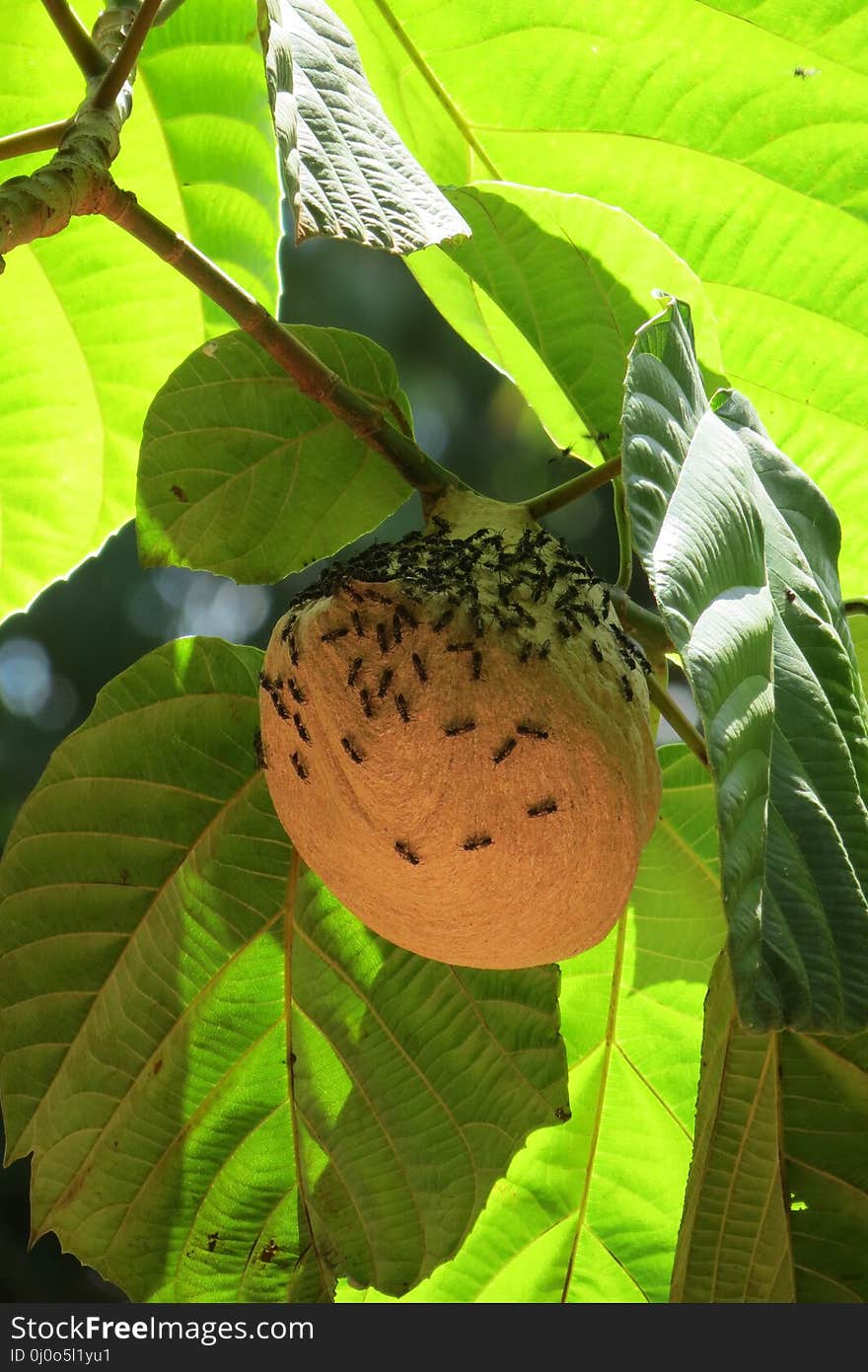 Leaf, Plant, Fruit, Fruit Tree