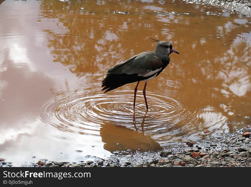 Bird, Water, Fauna, Reflection