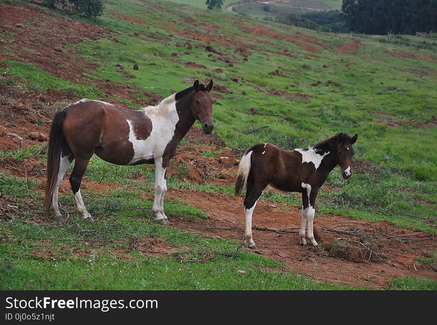 Horse, Horse Like Mammal, Pasture, Mare