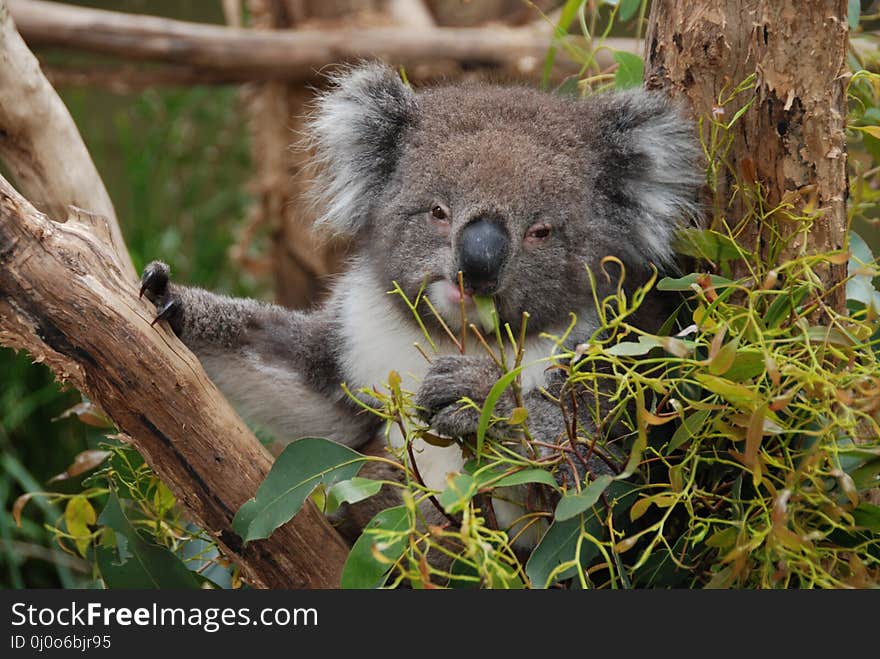 Koala, Mammal, Fauna, Terrestrial Animal