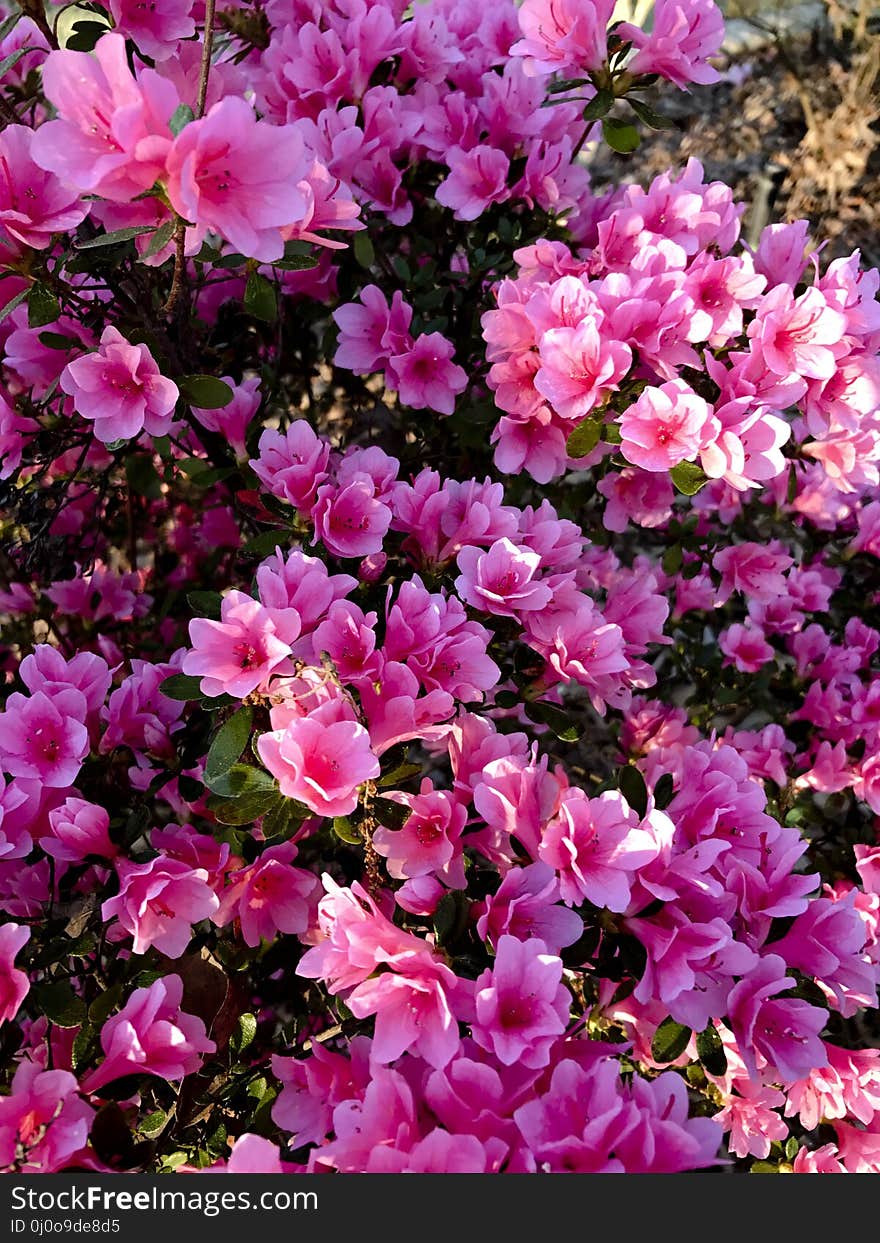 Plant, Flower, Pink, Shrub