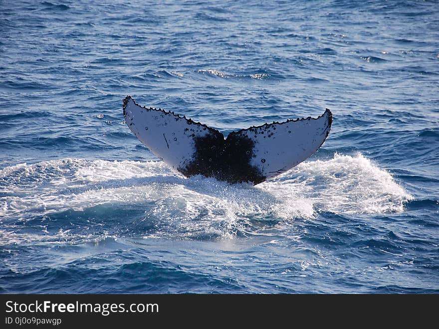 Mammal, Marine Mammal, Whales Dolphins And Porpoises, Wind Wave