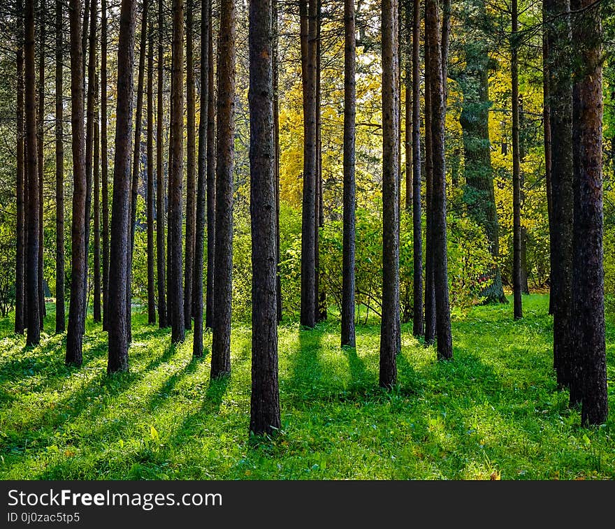 Pine tree forest at Pushkin Village in Saint Petersburg, Russia. Pine tree forest at Pushkin Village in Saint Petersburg, Russia.