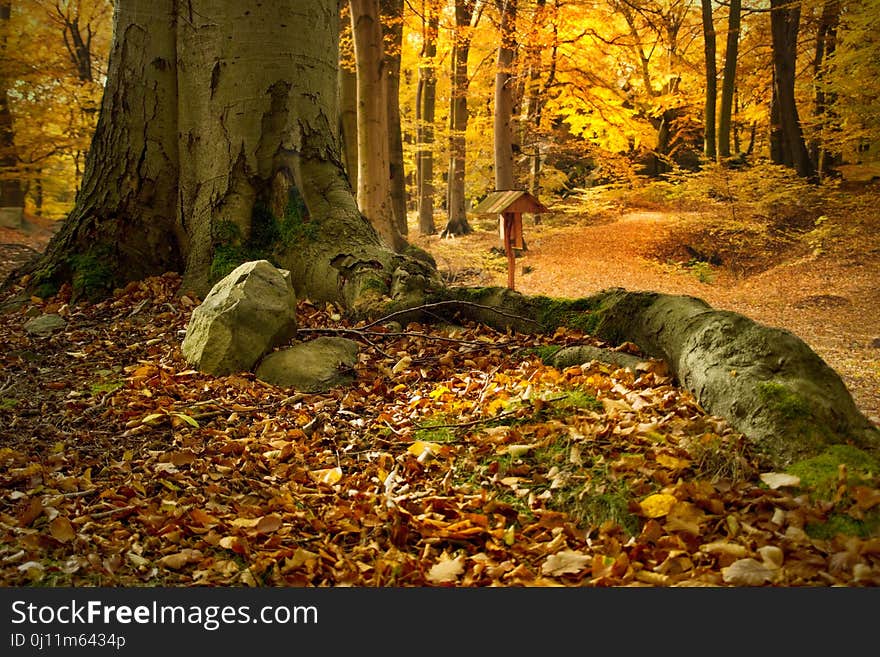 Nature, Woodland, Forest, Deciduous