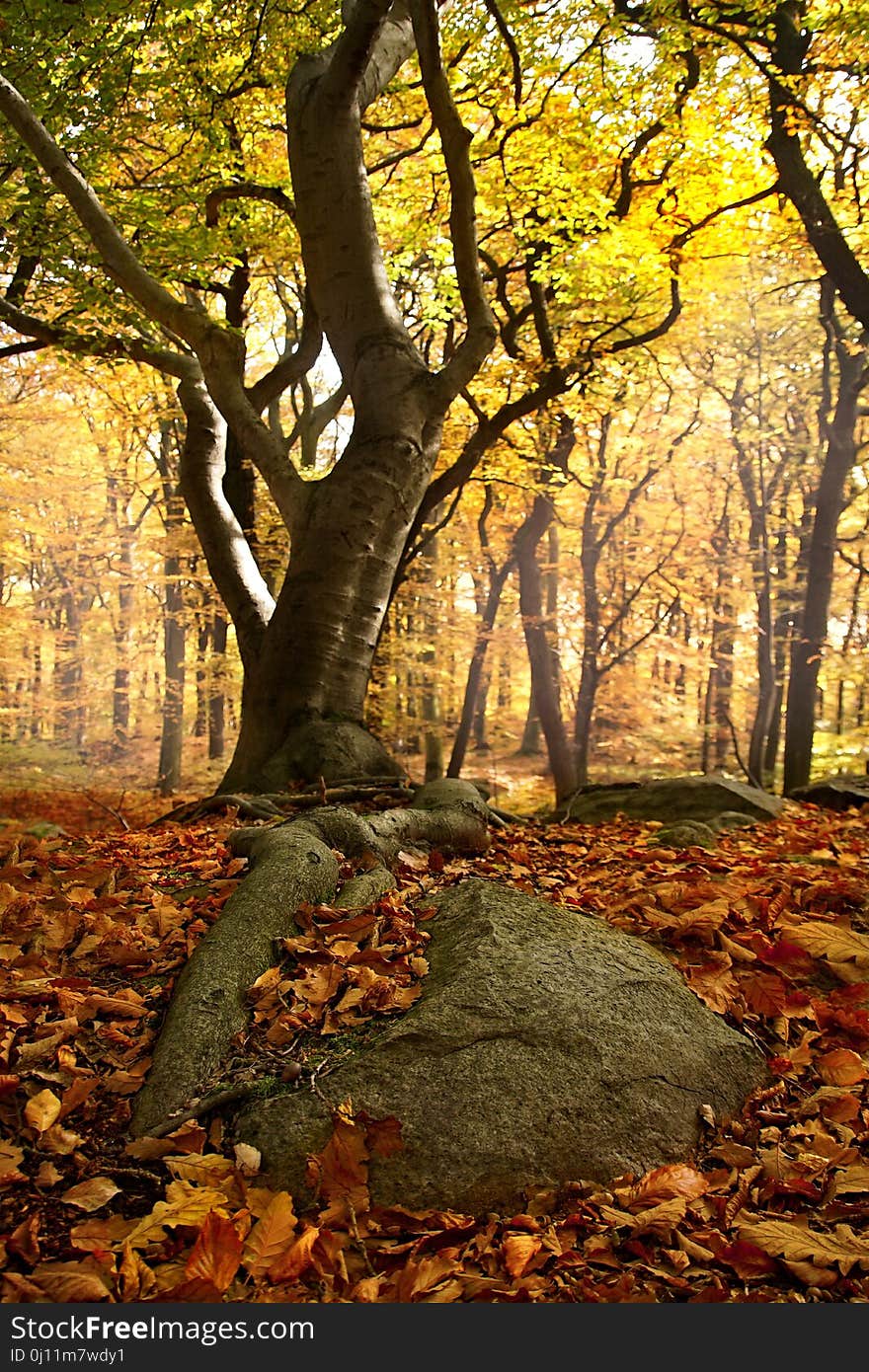 Nature, Woodland, Leaf, Autumn