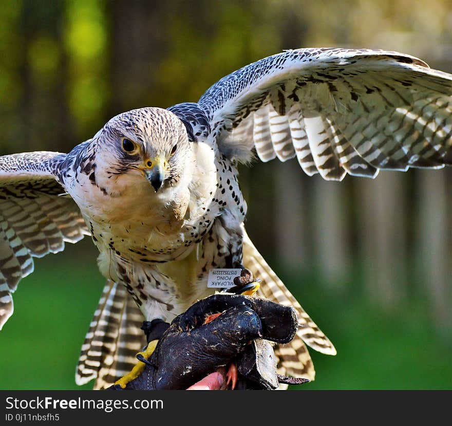 Bird, Beak, Fauna, Falcon