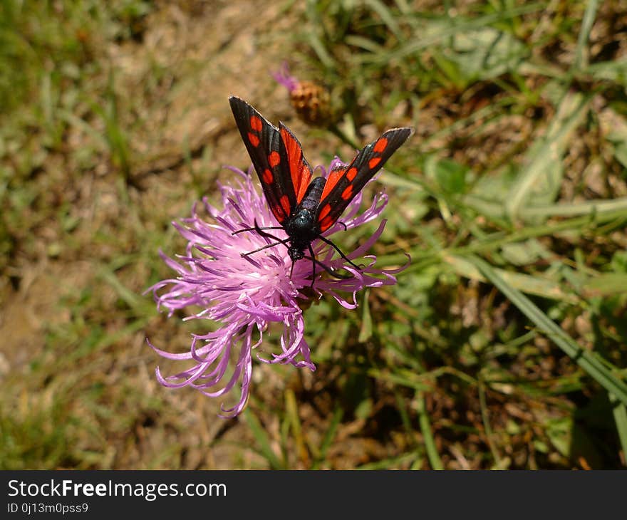 Flora, Flower, Plant, Wildflower