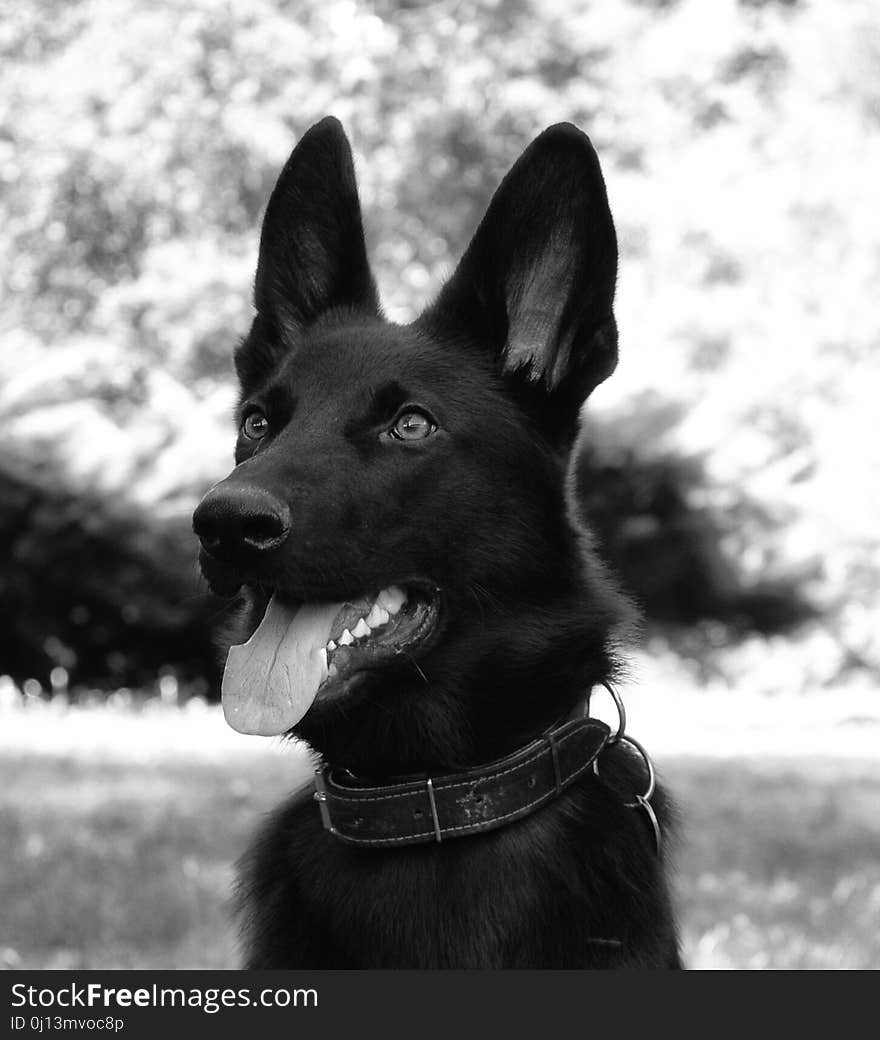 Dog, Dog Like Mammal, Black, Black And White