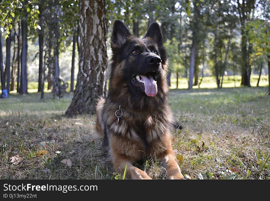 Dog, Old German Shepherd Dog, Dog Like Mammal, Dog Breed