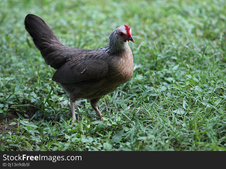 Chicken, Galliformes, Bird, Beak