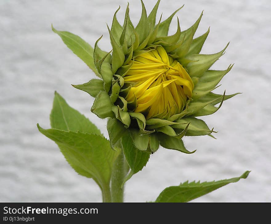 Flower, Plant, Yellow, Sunflower