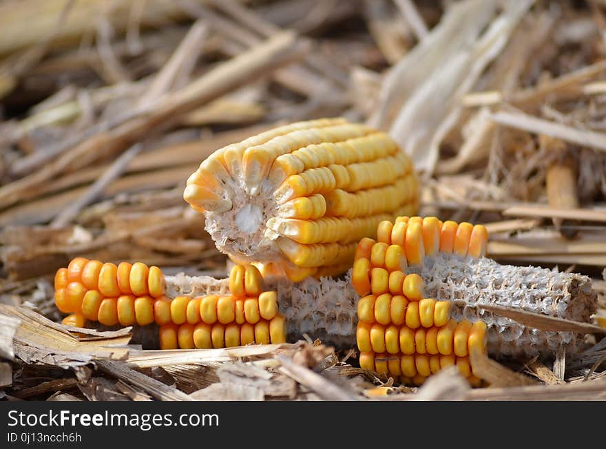 Maize, Corn On The Cob, Sweet Corn, Commodity