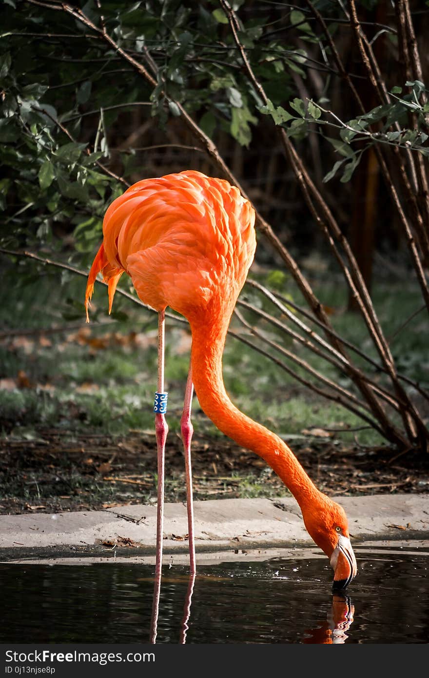 Flamingo, Bird, Water, Water Bird