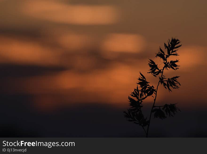 Sky, Morning, Leaf, Atmosphere