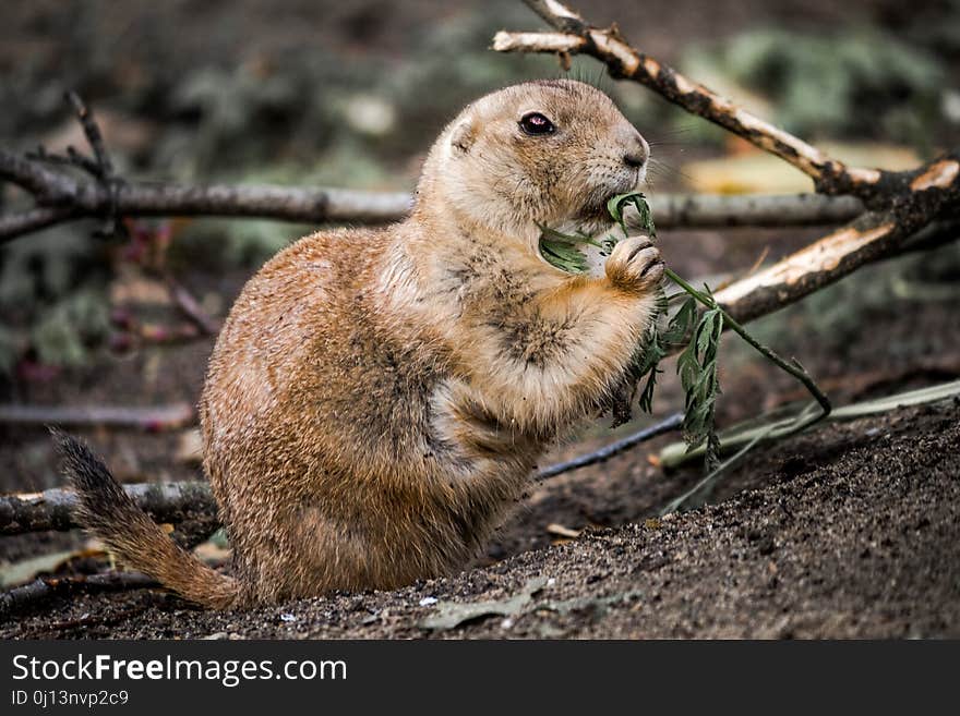 Mammal, Prairie Dog, Fauna, Terrestrial Animal