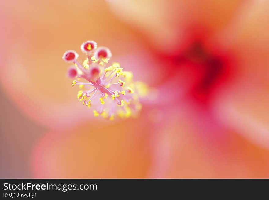 Flower, Pink, Close Up, Macro Photography