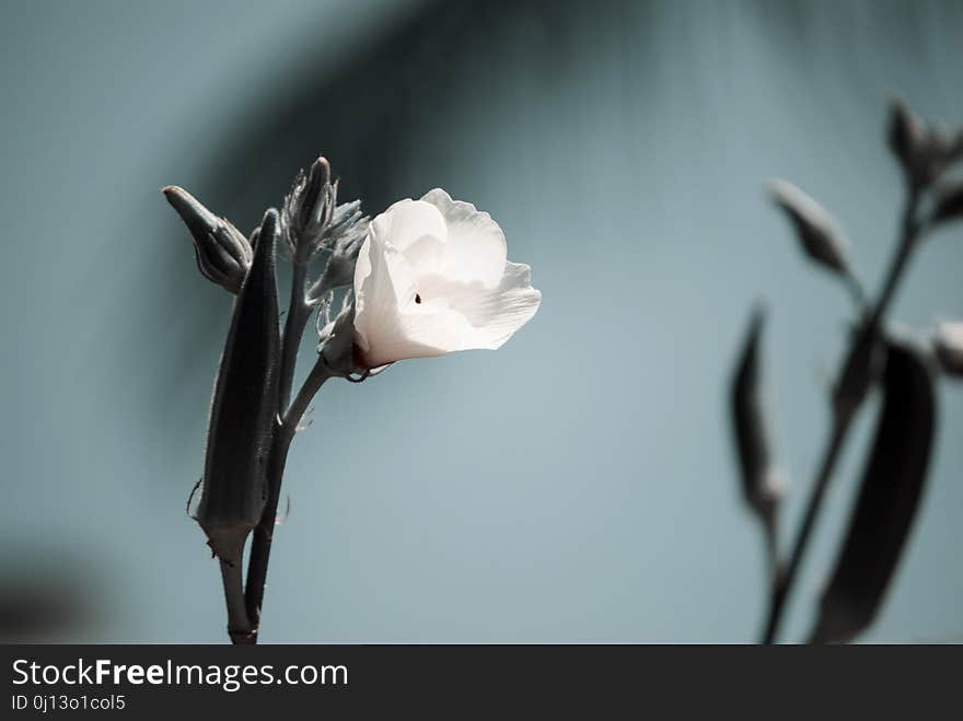 Flower, White, Plant, Flora