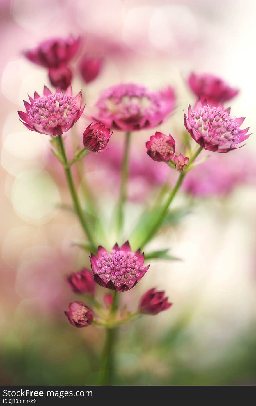 Flower, Pink, Purple, Flora