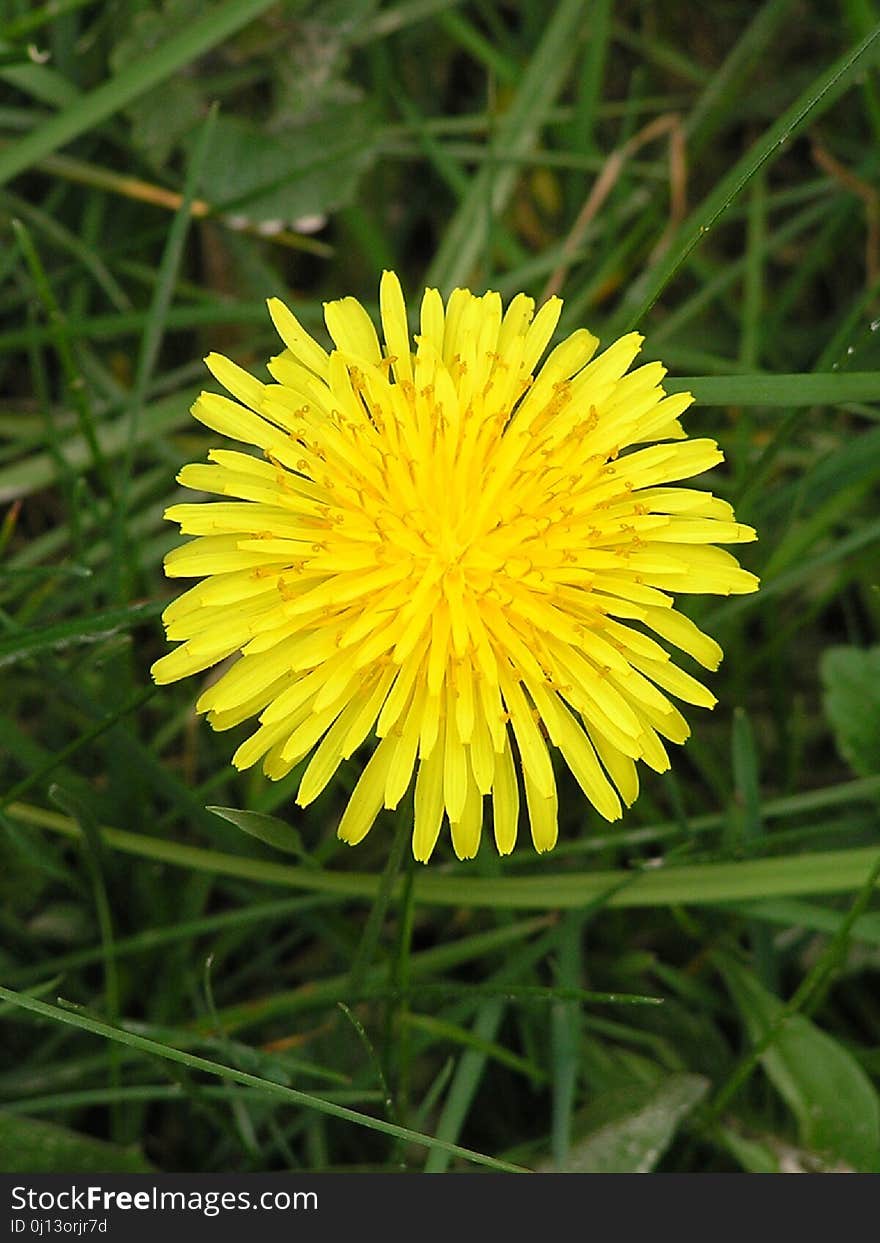 Flower, Dandelion, Yellow, Sow Thistles