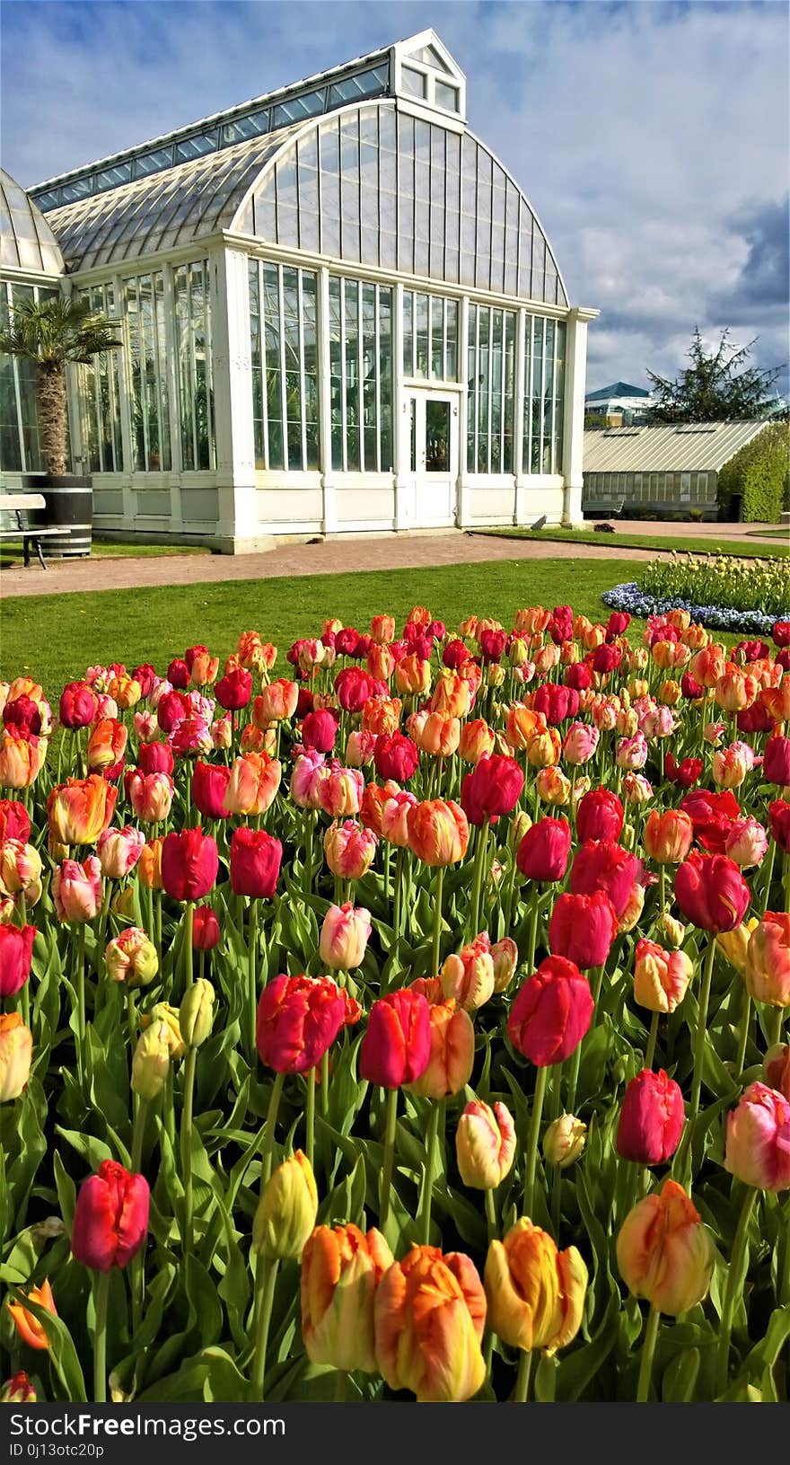 Flower, Plant, Flowering Plant, Botanical Garden