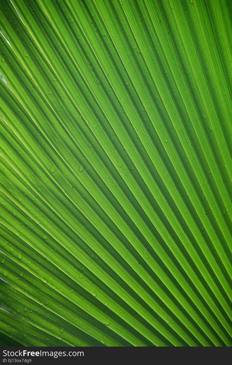 Green, Leaf, Grass, Plant