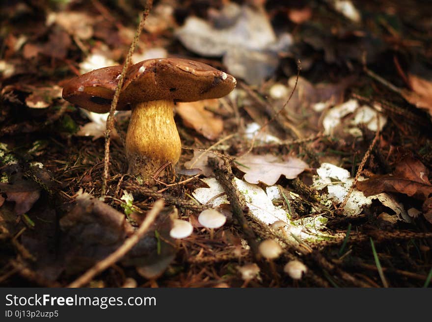 Mushroom, Fungus, Penny Bun, Edible Mushroom