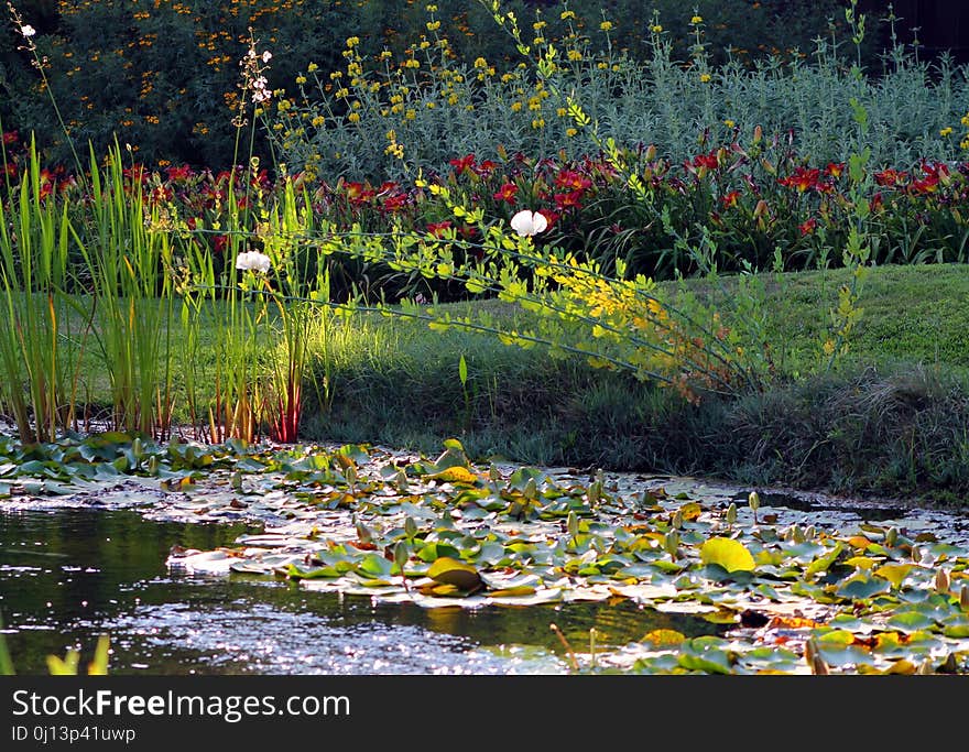 Water, Nature, Flower, Plant