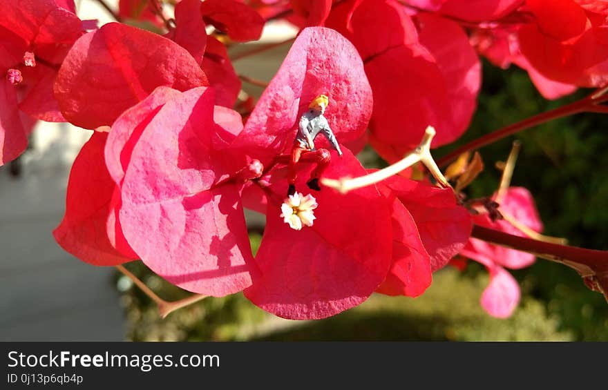 Flower, Red, Flora, Pink