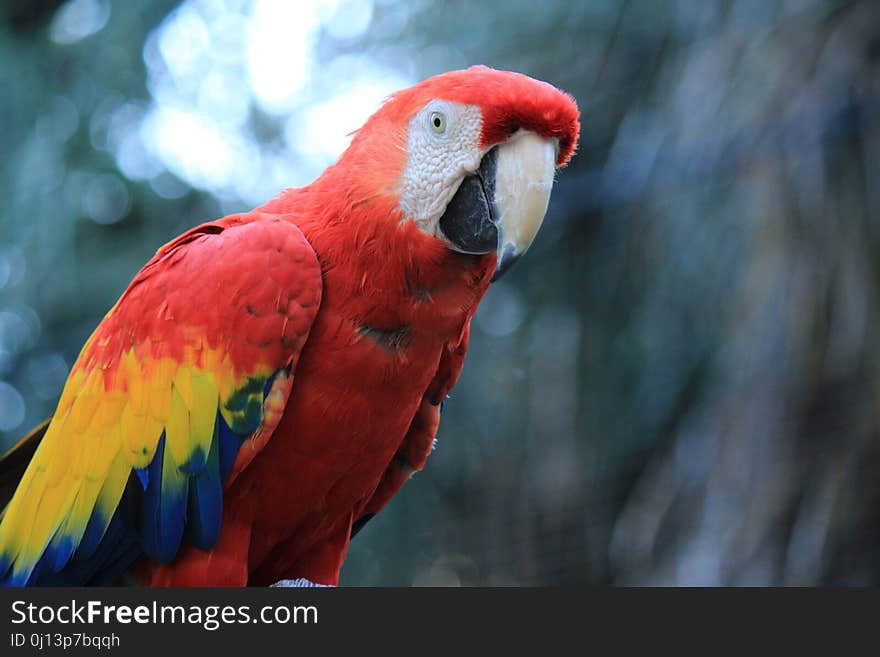 Bird, Macaw, Parrot, Beak