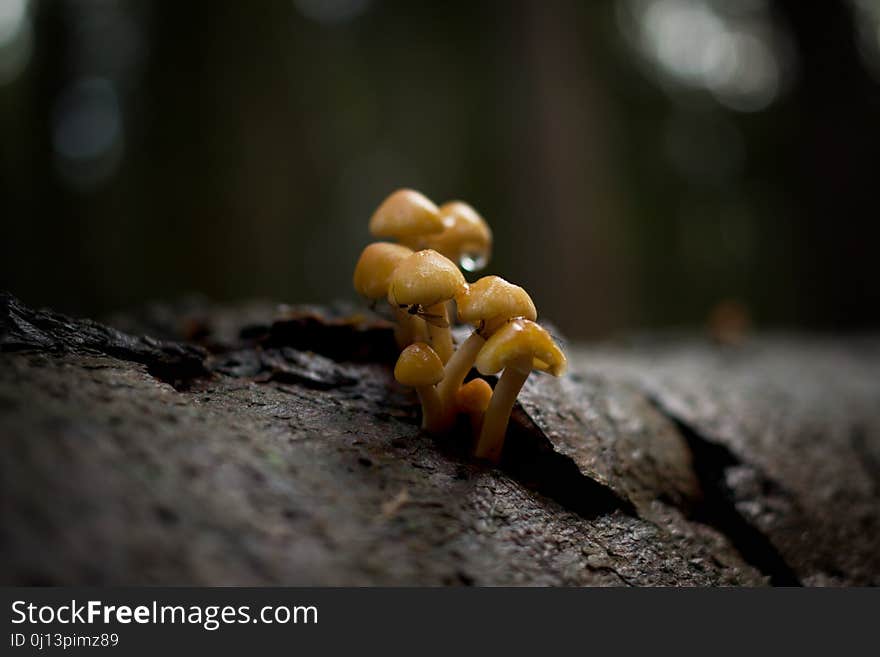 Fungus, Mushroom, Edible Mushroom, Medicinal Mushroom