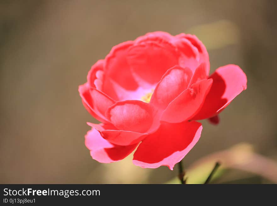 Flower, Red, Pink, Rose Family