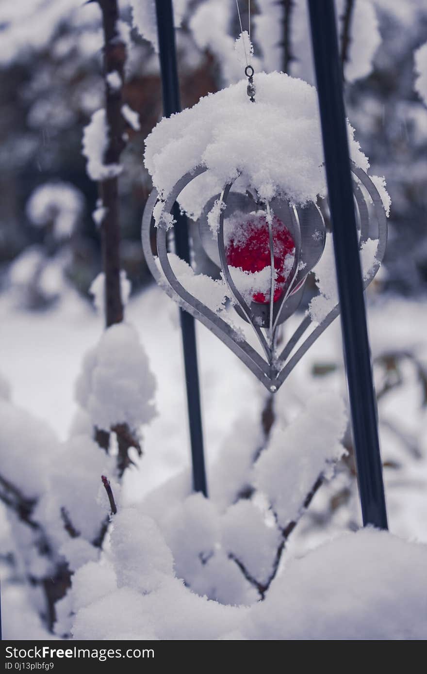 Snow, Winter, Freezing, Branch