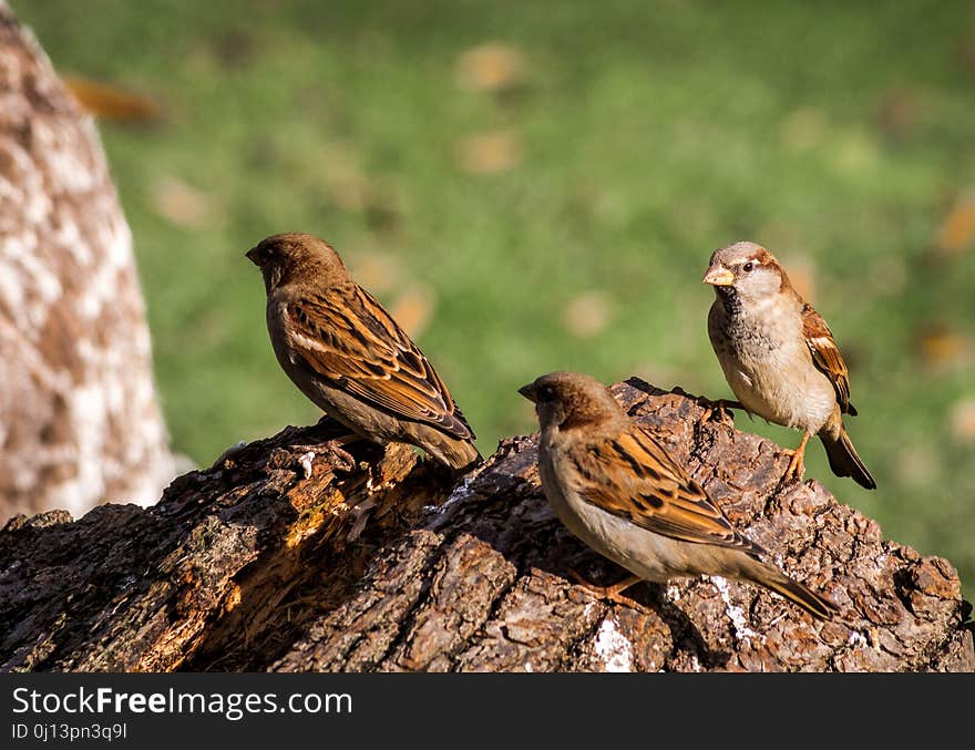 Bird, Sparrow, Fauna, Ecosystem