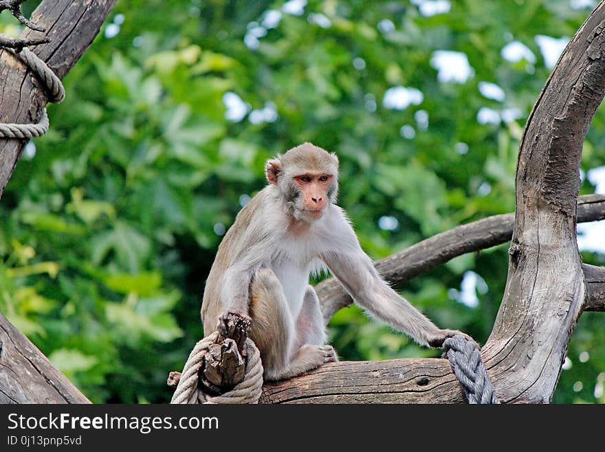 Macaque, Fauna, Mammal, Primate