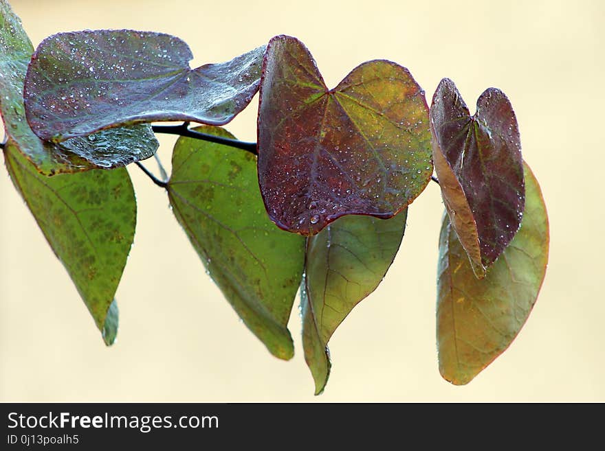 Leaf, Flora, Moths And Butterflies, Insect