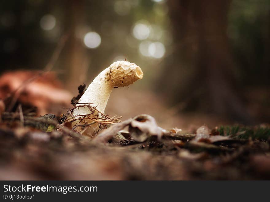 Fungus, Mushroom, Edible Mushroom, Penny Bun